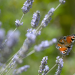 Abenteuer Wildnis