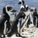 Anna und die wilden Tiere