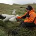 Insel der Albatrosse