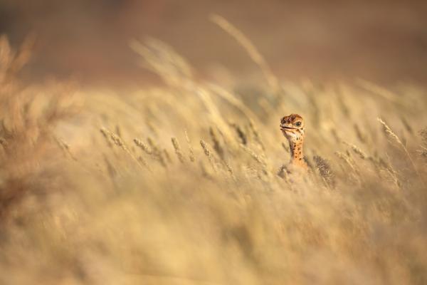 Bild 1 von 15: Ein Straußküken das gerade geschlüpft ist sucht Familienanschluss in den Weiten der Namib Wüste.