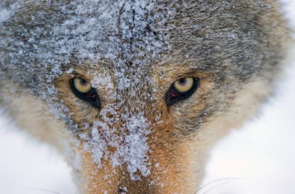 Bild 1 von 4: Jeder kennt die alten Märchen vom ?großen, bösen Wolf?: Diese Geschichten erzählen jedoch nicht die ganze Wahrheit.