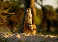 Kalahari - Gesetz der Wildnis