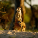 Kalahari - Gesetz der Wildnis