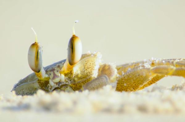 Bild 1 von 4: Eine Geisterkrabbe am Strand des Loango-Nationalparks in Gabun: Sie gehören zu den typischen Bewohnern tropischer Sandstrände weltweit.