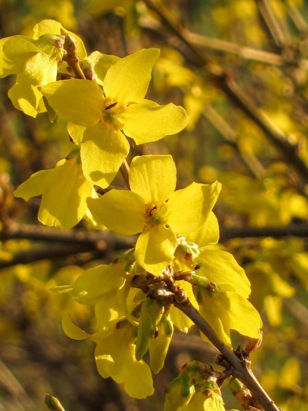 Bild 1 von 9: Im Bild: Viele Gewächse in unseren Gärten sind Exoten: So wie die aus dem Fernen Osten stammenden Forsythie.