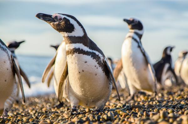 Bild 1 von 7: Nach erfolgreicher Fischjagd kehren knapp zwei Millionen Magellanpinguine an die Küste zurück, um ihren Nachwuchs zu füttern.