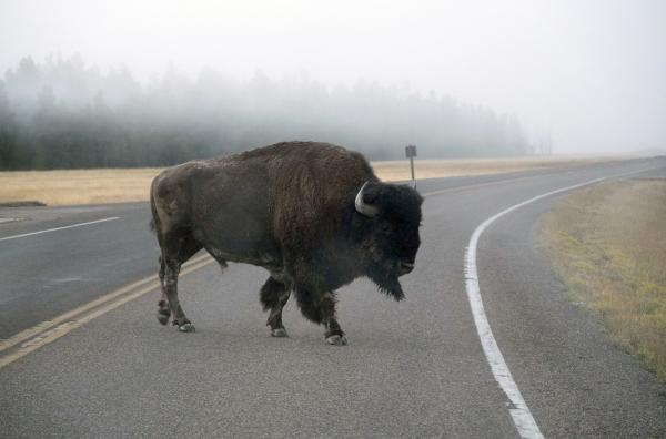 Bild 1 von 6: Im Winter verlassen Bisons auf der Suche nach Futter den Yellowstone National Park und nähern sich Häusern und Viehweiden. Da sie im Verdacht stehen, Krankheiten auf Kühe zu übertragen, macht das viele Landwirte nervös.