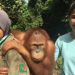 Anna und die wilden Tiere