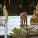 Welt der Tiere