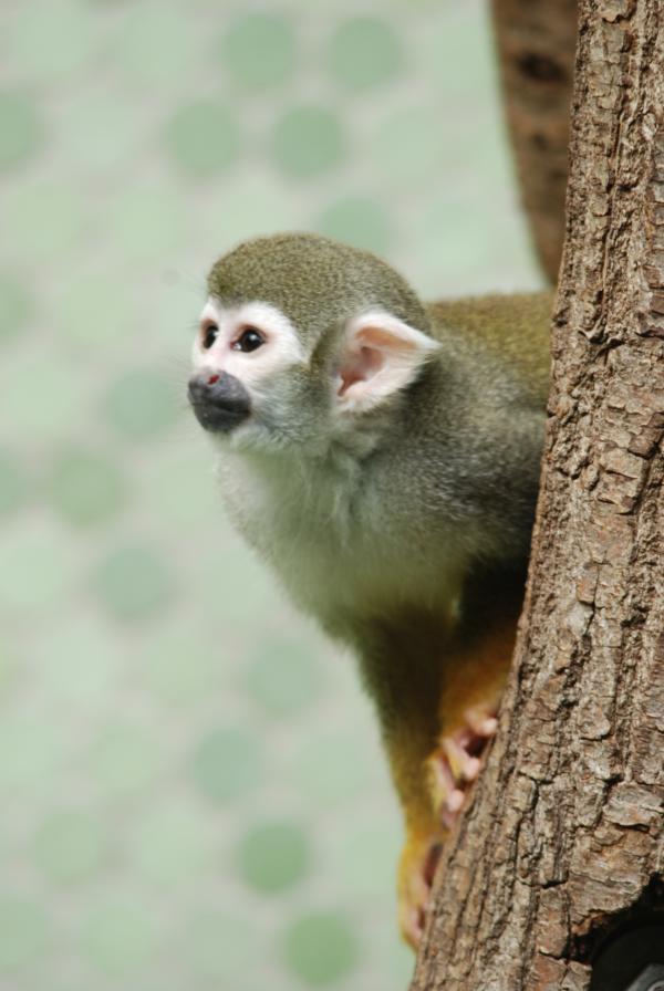 Bild 1 von 1: Die Totenkopfäffchen bekommen eine Dschungelprüfung.