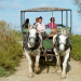 Camargue, da will ich hin!