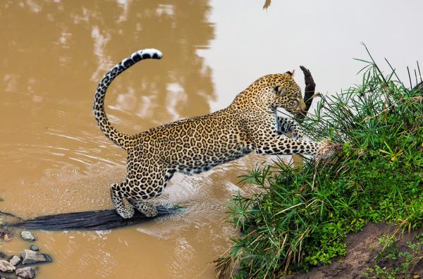 Bild 1 von 6: Im Masai-Mara-Reservat in Kenia leben die meisten Leoparden in den Galeriewäldern entlang der kleinen Flüsse und Bäche.