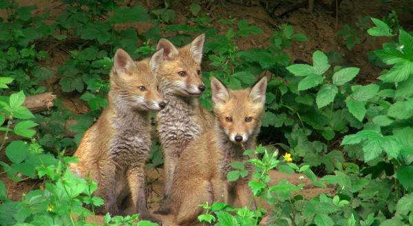Bild 1 von 4: Junge Füchse.