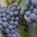 Wein - die Zukunft heißt Bio