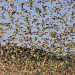 Tiere rüsten auf: Das Flachland