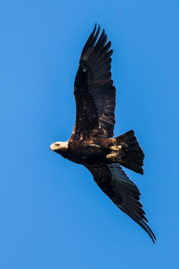 Bild 1 von 10: Kaiseradler