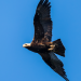 Braunkehlchen, Kiebitz & Kaiseradler - Wie retten wir Österreichs Vogelwelt?