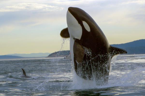 Bild 1 von 3: Nach einer erfolgreichen Jagd zeigen Orcas akrobatische Luftsprünge - als würden sie ihren Erfolg feiern.