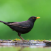 Gefiederte Nachbarn - Unsere Gartenvögel