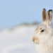 Schottlands neue Wildnis