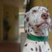Wuffel, der Wunderhund