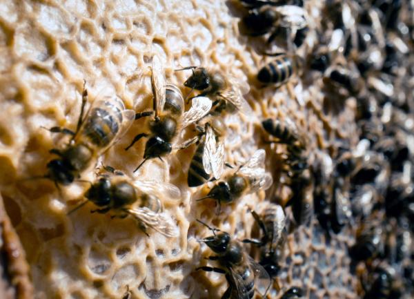 Bild 1 von 4: Bienenaktivität in einer Wabe.