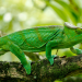 Madagaskar oder der große Karneval der Chamäleons