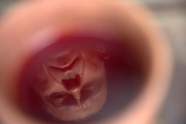 Bild 1 von 3: Cäsars große Macht stört das politische Gleichgewicht der Römischen Republik.