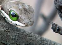 Das Waisenhaus für wilde Tiere