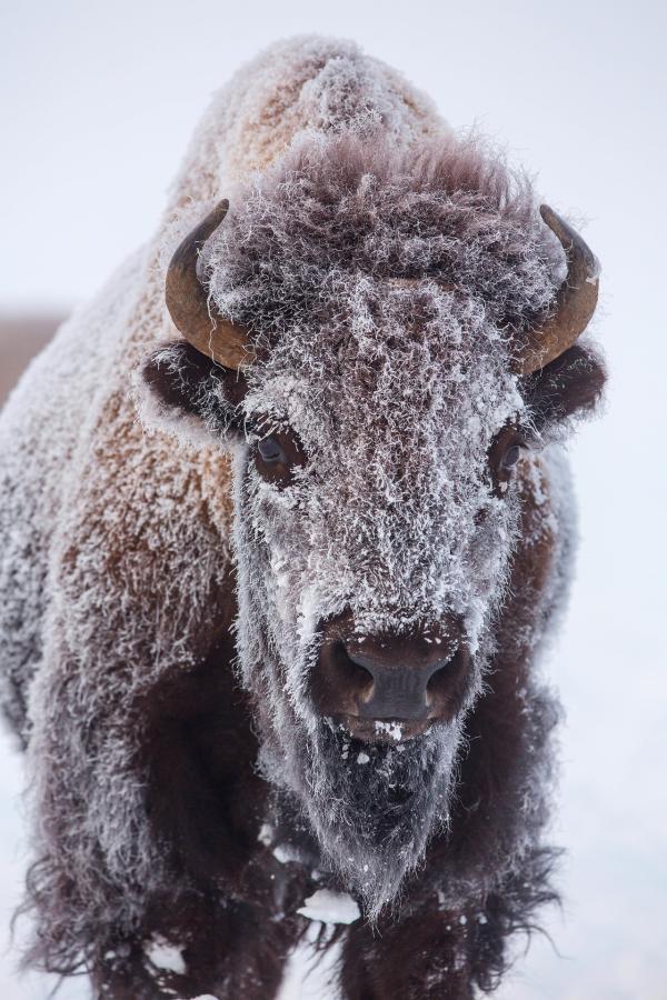 Bild 1 von 15: Ein junger Bison friert buchstäblich ein, wenn die Temperaturen im Yellowstone Nationalpark im Winter unter minus 40 Grad Celsius sinken.