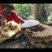 Die Bienenflüsterer