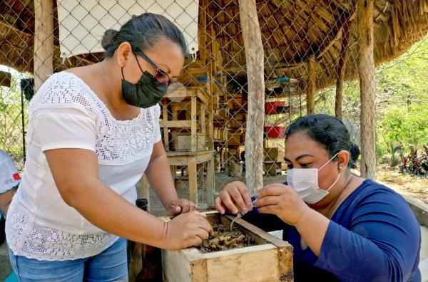 Bild 1 von 3: Mit Präzision und Respekt: Die Frauen von Tankuché entnehmen den wertvollen Honig der Melipona-Bienen ? eine Arbeit, die Geduld und Erfahrung erfordert.