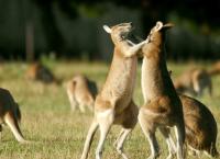 Hotspots der Tierwelt