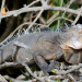 Guadeloupe, von den Gipfeln bis zum Meeresgrund
