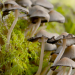 Die Sprache der Tiere - Teamwork