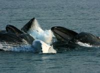 Tierische Massenjagden