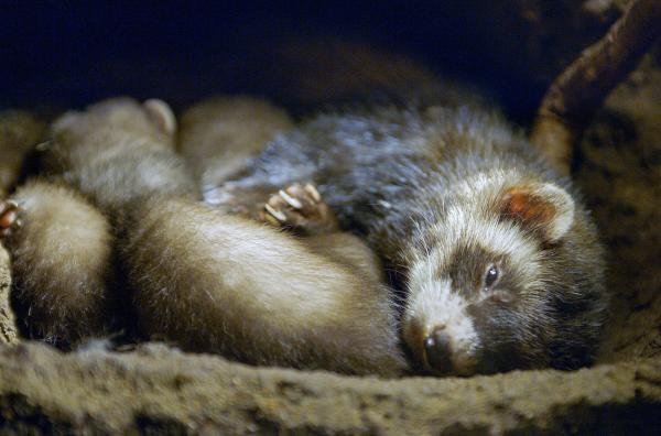 Bild 1 von 3: Eine Iltismutter und ihre Jungen in ihrem Nest: Vom Atlantik bis zum Uralgebirge sind diese Raubtiere nahezu in ganz Europa verbreitet.