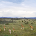 Abenteuer Kenia