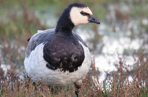 Bild 1 von 6: Das enorme Aufkommen von Nonnengänsen an Norddeutschlands Westküste freut Tierschützer - und besorgt die Bauern. Die Gänse fressen ihre Felder kahl.