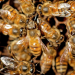 Afrikas wilde Bienen