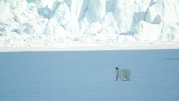 Bild 1 von 10: Eine Eisbärenmutter und ihr Junges in den Stauningsalpen in Grönland