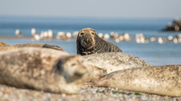 Bild 1 von 2: Tiere der Nordsee: Eine Kegelrobbe erkennt man am spitz zulaufenden, kegelförmigen Kopf.