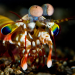 Das Leben in Farbe mit David Attenborough