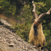 Fight Club der Tiere - Erfolgsstrategien
