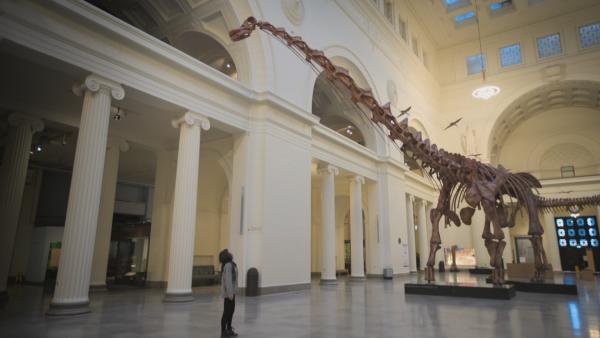 Bild 1 von 5: Titanosaurier wurden so groß wie heutige Passagierflugzeuge.