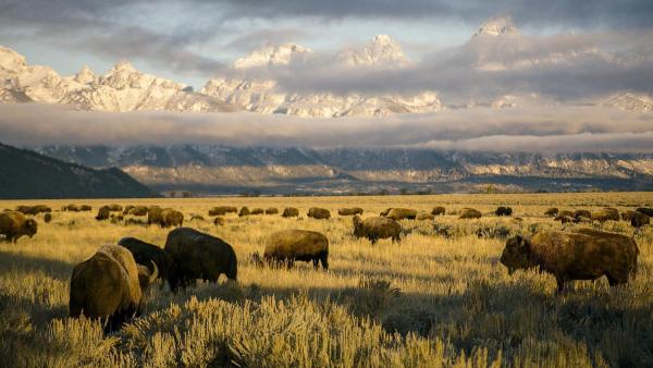 Bild 1 von 6: Im Bild: Bisonherde im Herbst vor den Grand Tetons \