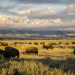 Amerikas Naturwunder: Yellowstone - Im Bann der Geysire