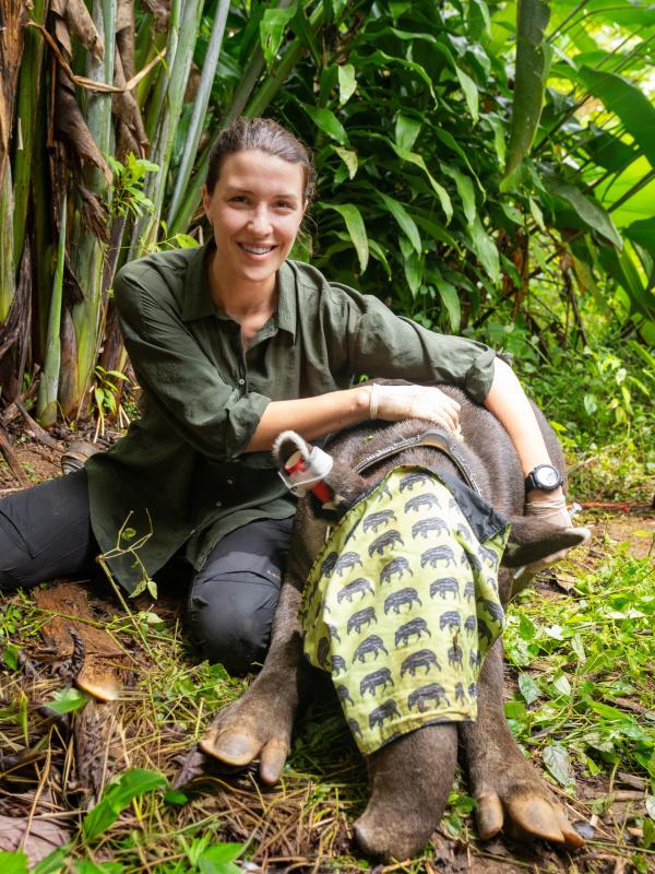 Bild 1 von 15: Lebensraumverlust und Straßenunfälle haben den Tapir an den Rand des Aussterbens gebracht. GPS-Sender sollen helfen, mehr über die Wanderwege der scheuen Tiere herauszufinden.