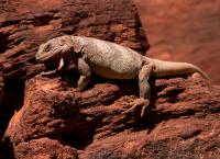 Amerikas Naturwunder