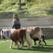Cesar Millan: Better Human Better Dog - Bessere Menschen, bessere Hunde